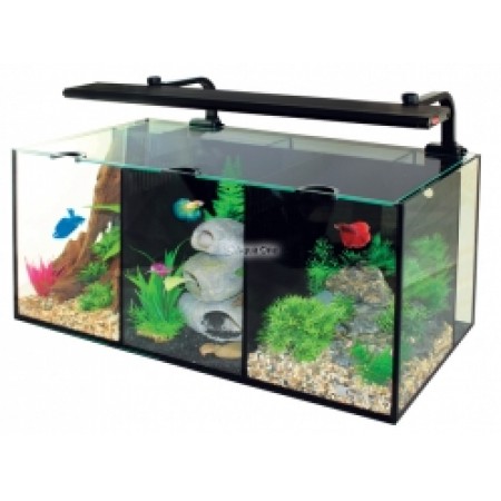 Betta Trio