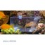 Aquamedic pest trap