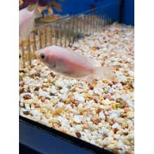 Kissers- helostoma temminckii
