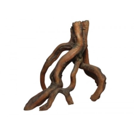Mangrove Roots