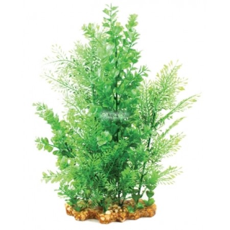 Vibrance Wisteria/Bacopa Plant
