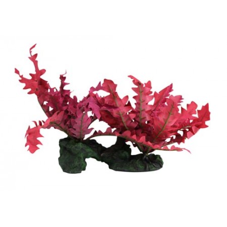 Rock with Red Trichomanes