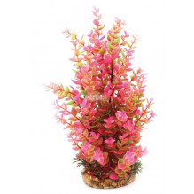 Vibrance Pink Hygrophila with gravel base