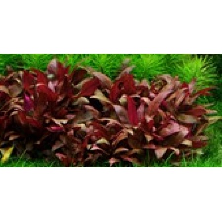 Alternanthera Reineckii "Mini"
