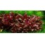 Alternanthera Reineckii "Mini"