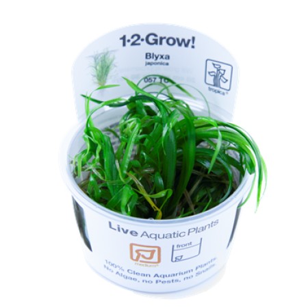 Blyxa Japonica