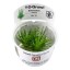 Eriocaulon Cinerum
