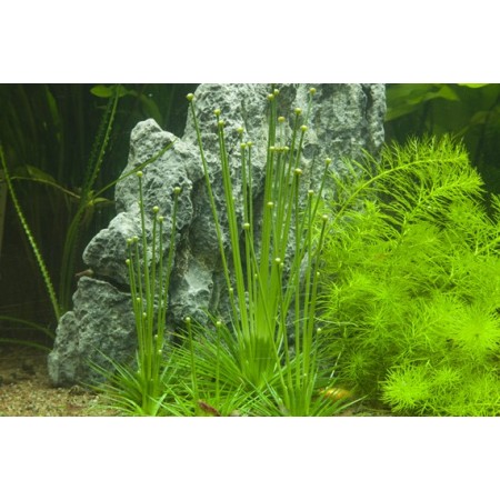 Eriocaulon Cinerum