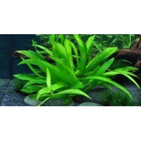 Helanthium Quadricostatus 068