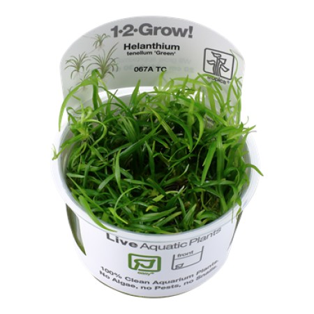 Helanthium Tenellum "Green" 067a