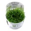 Helanthium Tenellum "Green" 067a