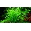 Helanthium Tenellum "Green" 067a