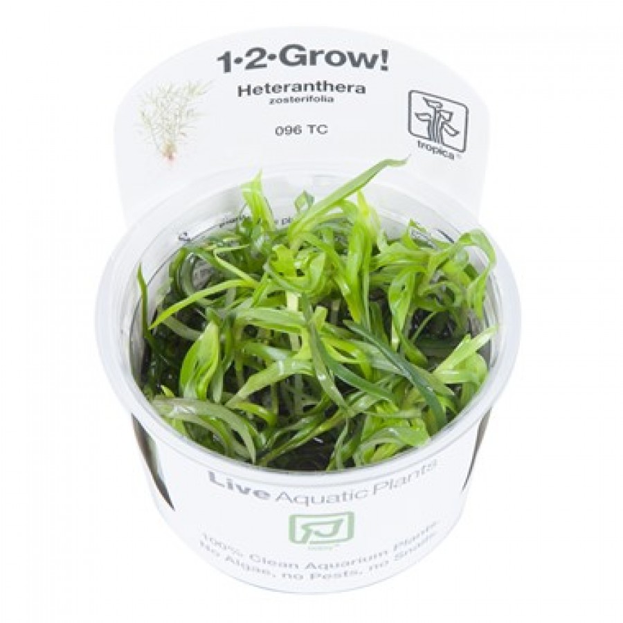 Coral Reef Aquatics Plant Care Live Plants Tropica 1 2 Grow Heteranthera Zosterifolia Coral Reef Aquatics Plant Care Live Plants Tropica 1 2 Grow Heteranthera Zosterifolia