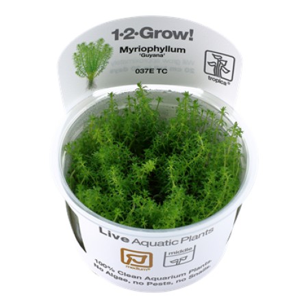 Myriophyllum "Guyana" 037e tc
