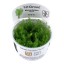 Myriophyllum "Guyana" 037e tc