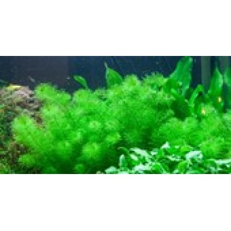 Myriophyllum "Guyana" 037e tc