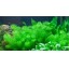 Myriophyllum "Guyana" 037e tc