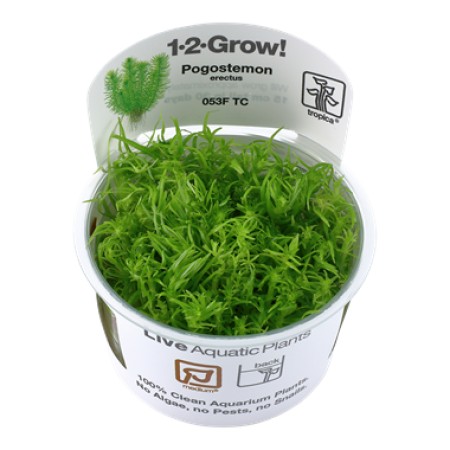 Pogostemon Erectus 053f tc
