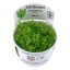 Pogostemon Erectus 053f tc