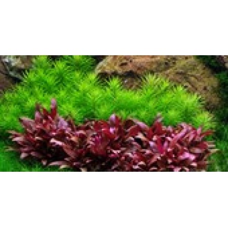 Pogostemon Erectus 053f tc