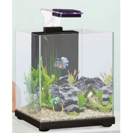 Betta Santuary
