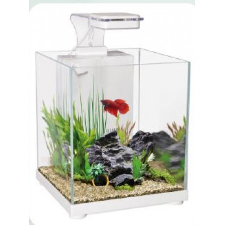 Betta Santuary