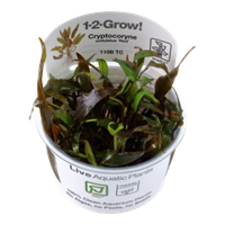Cryptocoryne undulatus 'Red' 110b
