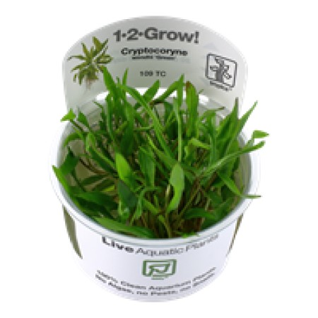 Cryptocoryne wendtii 'Green' 109 tc
