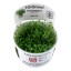 Glossostigma elatinoides 045a tc