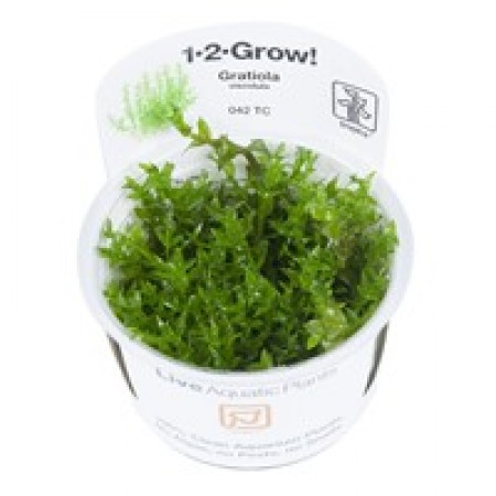 Gratiola viscidula 042 tc