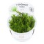 Gratiola viscidula 042 tc