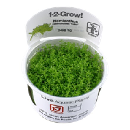 Coral Reef Aquatics Plant Care Live Plants Tropica 1 2 Grow
