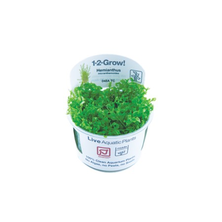 Hemianthus micranthemoides 048a tc