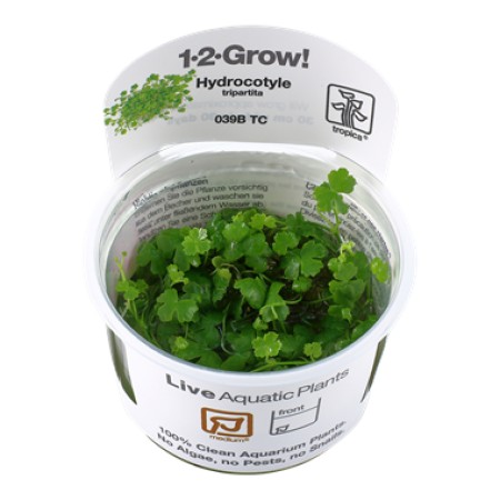 Hydrocotyle tripartita 039b tc