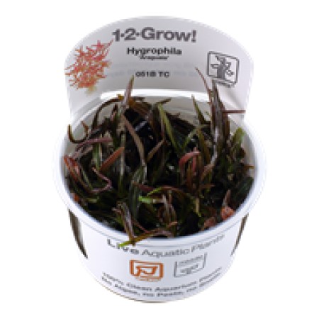 Hygrophila lancea 'Araguaia' 51b tc