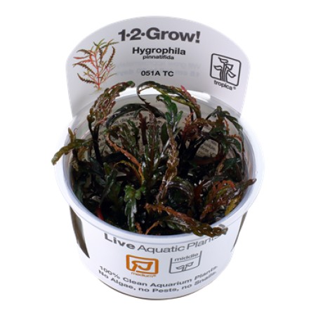 Hygrophila pinnatifida 51a tc
