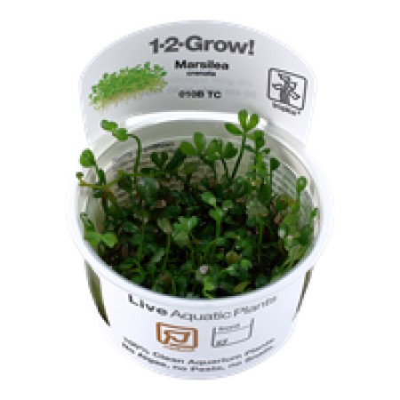Marsilea crenata 010b