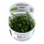 Marsilea crenata 010b