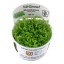 Micranthemum tweediei 'Monte Carlo' 025 tc