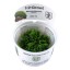 Monosolenium tenerum 002 tc