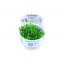 Phyllanthus fluitans 028 tc