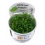 Ranunculus inundatus 022c tc