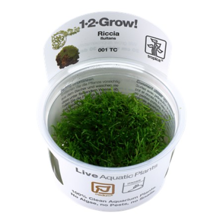 Riccia fluitans 001 tc