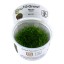 Riccia fluitans 001 tc