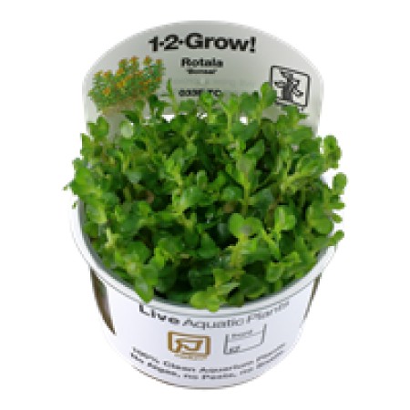 Rotala indica 'Bonsai' 033e tc