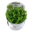 Rotala indica 'Bonsai' 033e tc