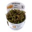 Rotala macrandra 032 tc