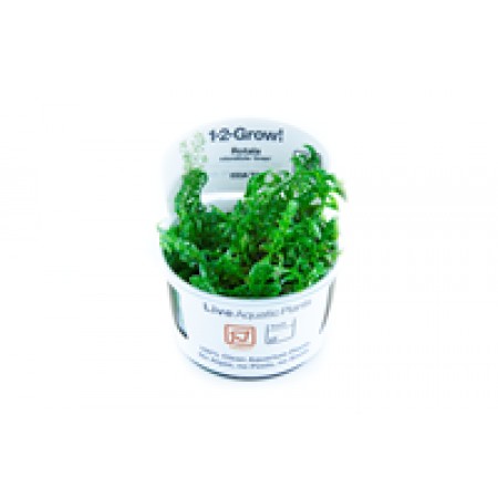Rotala rotundifolia 'Green' 033a tc