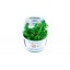 Rotala rotundifolia 'Green' 033a tc