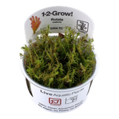 Rotala wallichii 032a tc